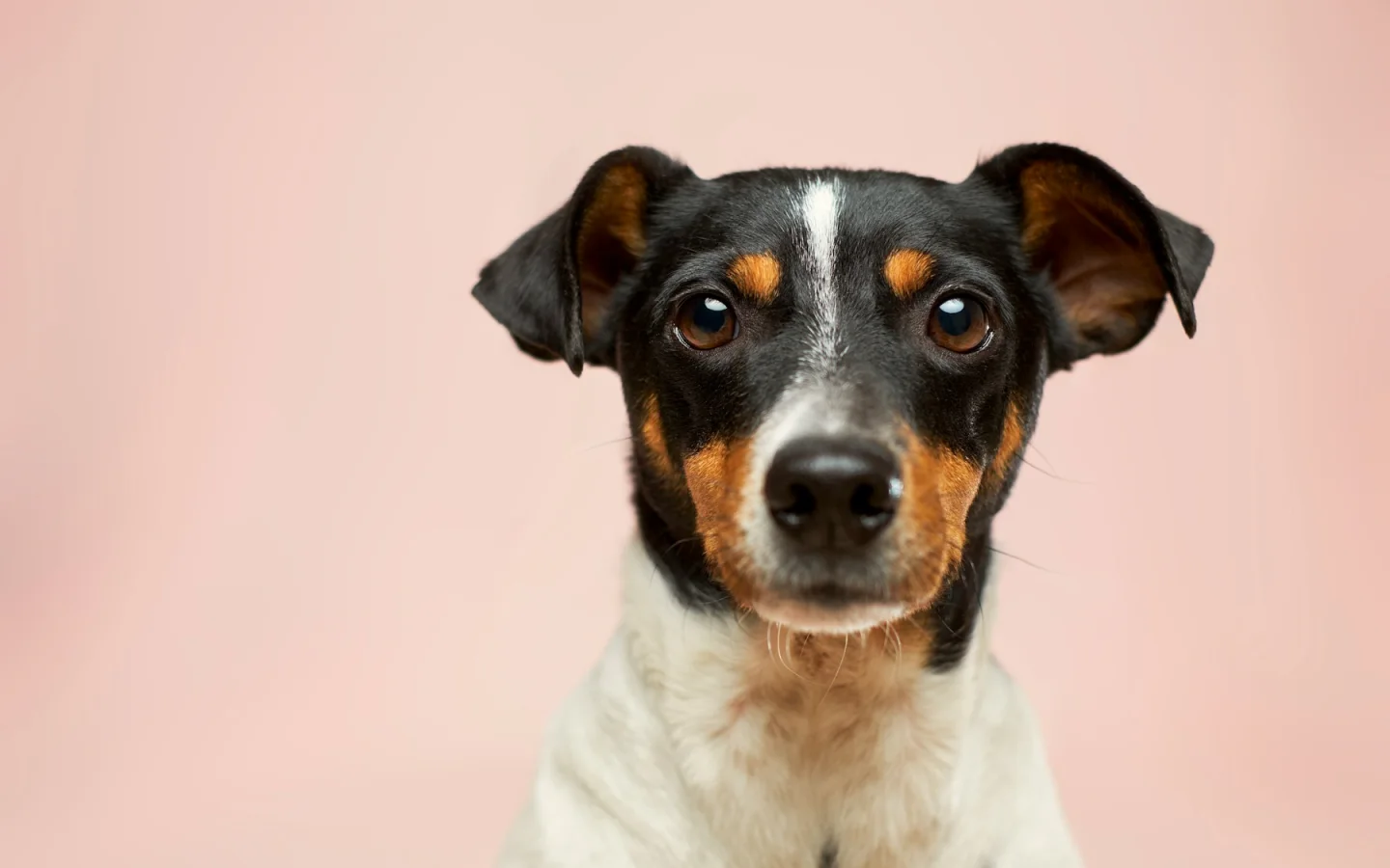 Evcil hayvan bakımını temsil eden Jack Russell köpeği
