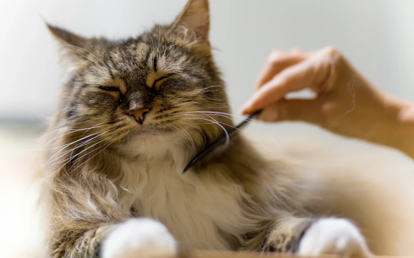 Kedi Kuaförü hizmeti