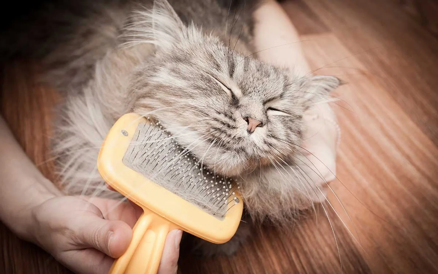 Kedi Traşı hizmeti