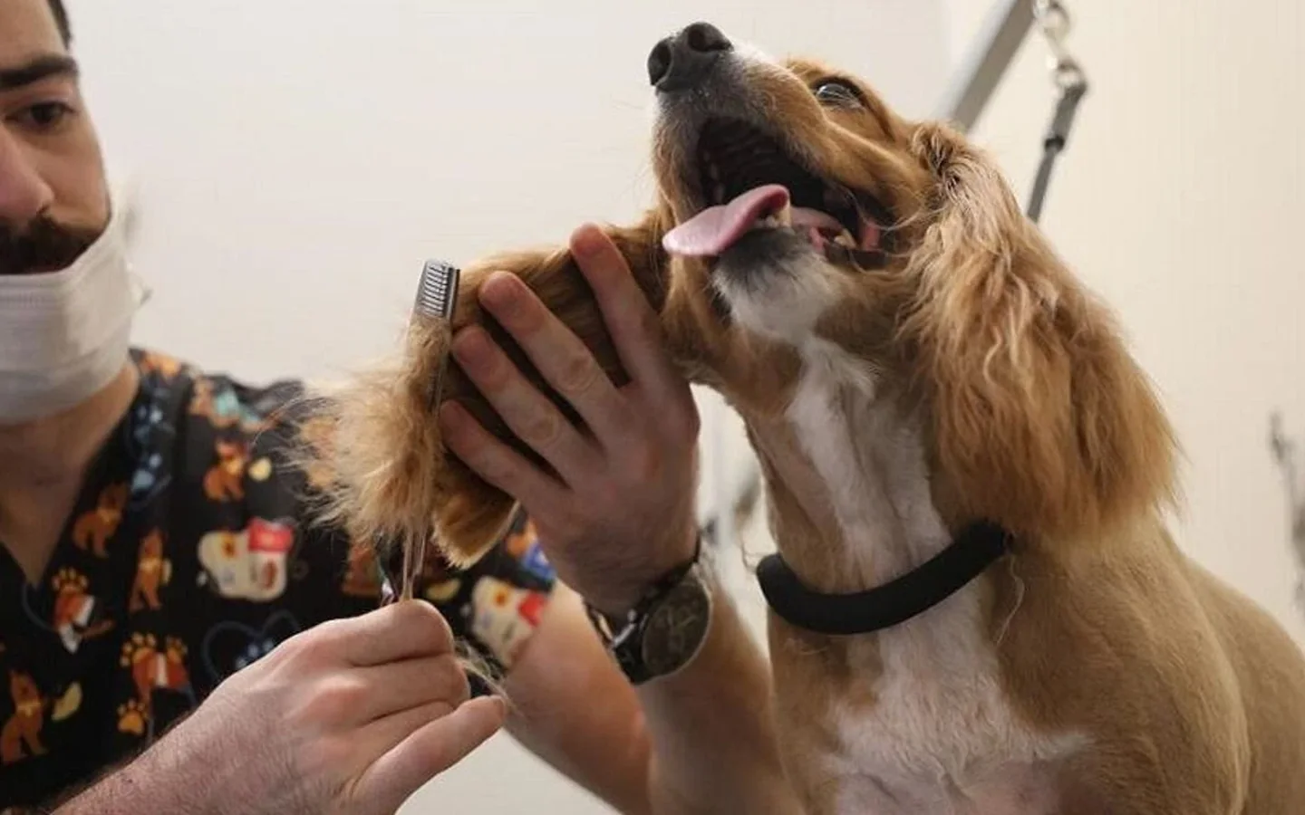 Köpek Kuaförü hizmeti