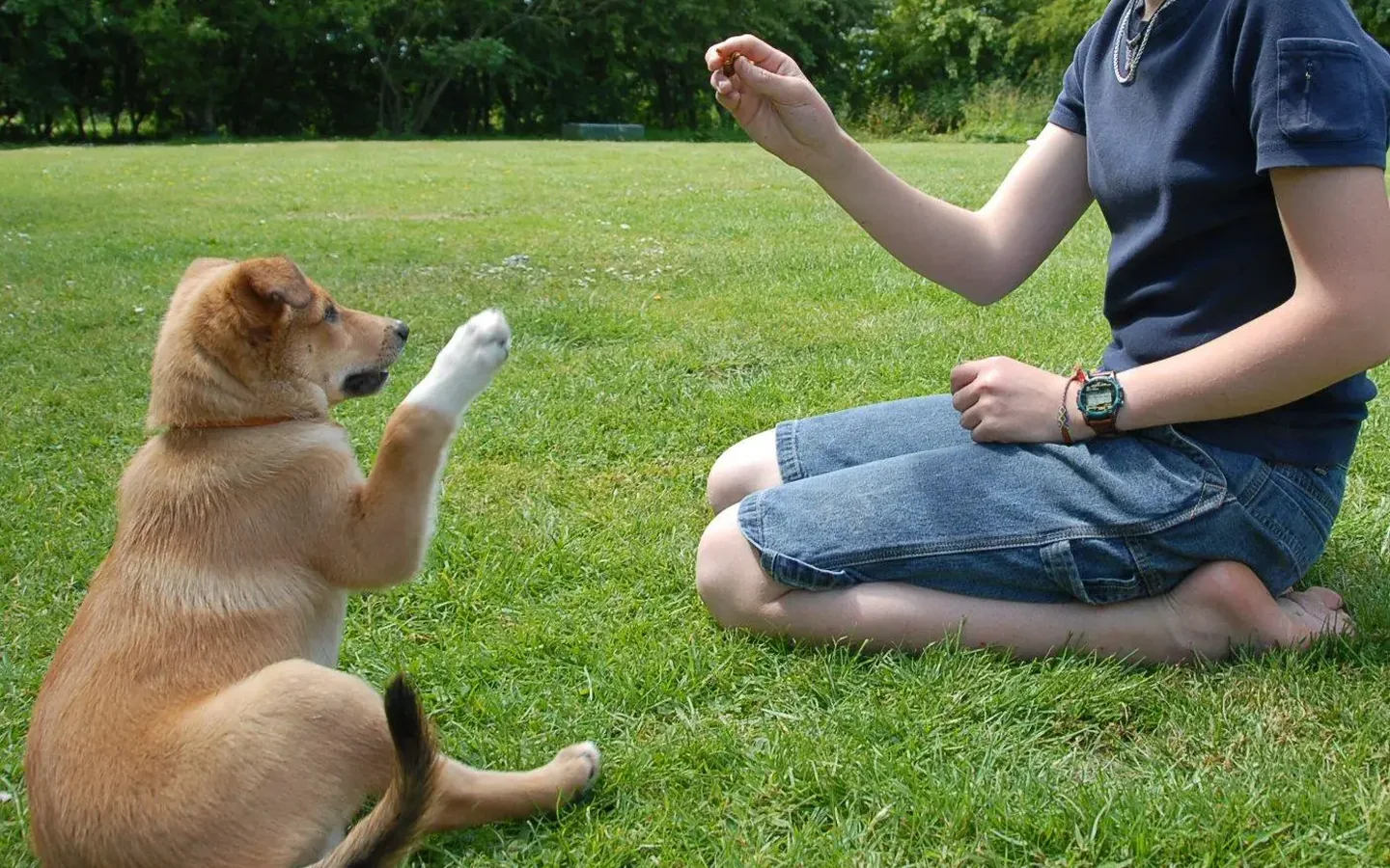 Köpek Pansiyonu hizmeti